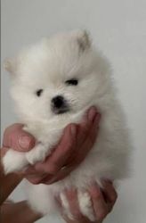 Pure White Pomeranian Puppies