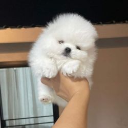 Awesome Pomeranian puppy available