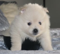 Beautiful Mini Pomeranian Puppies