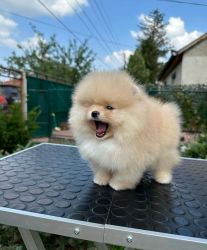 Cute Pomeranian Puppies Available