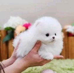 Affectionate Pomeranian Puppies