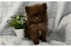 Boy and Girl Pomeranian Puppies