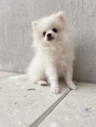 Adorable Pomeranian Puppy Looking for a Loving Home!