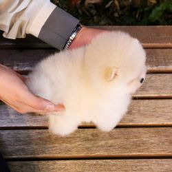 Pomeranian Puppy For Adoption