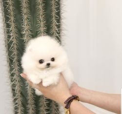 White Pomeranian Pups Available