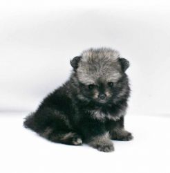 Pomeranian Male Puppy Timmy