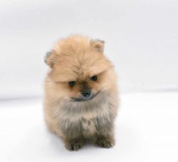 Pomeranian Female Puppy Mimi