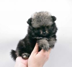 Pomeranian Female Puppy Roxie