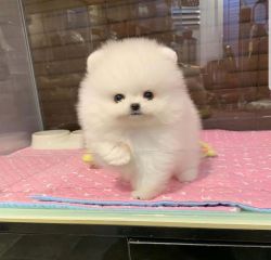 Teacup Teddy Face White Pomeranian Puppies