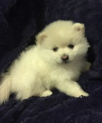 Beautiful white Pom puppy