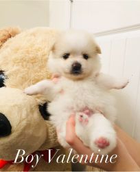 Boy 4 weeks old. Purebred Pomeranian Puppy. Pedigree papers.