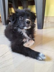 Pomeranian spitz puppy for sale