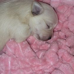 Malshipoms puppies forsale born on Valentines day