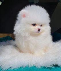 White Pomeranian Puppy for sale