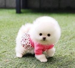 Super Cute Pomeranian Pups