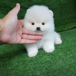 Mini Pomeranian Puppies For Sale