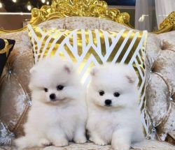 Pomeranian puppies for sale.