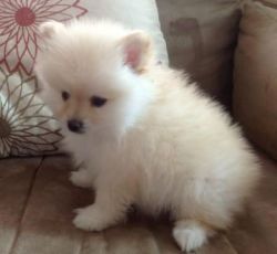 pure breed dogs and puppys for sale