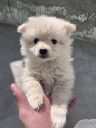I want to sell pomeranian puppy