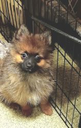 Pomeranian Puppy 4 YOU!