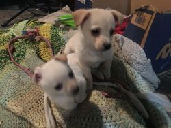 Male & Female Puppies For Sale
