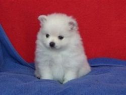 Pomeranian Puppies Available Text