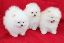 Snow White Mini Pomeranian Puppies Available.