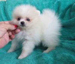 Beautiful Colors Tiny Teddy Bear Pomeranian pups