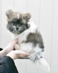 Designer Breed Yorkishire Terrier, Pomeranian Mix Puppy Female Ruby