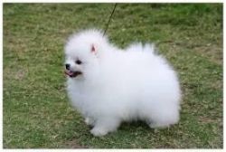 Potty trained Pomeranian puppies for free adoption