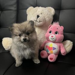 Pomeranian’s for sell