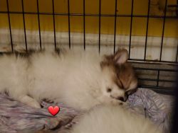 Pomeranian male puppy for sale