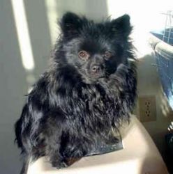 Black color Pomeranian puppy