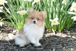 Designer Breed Yorkishire Terrier, Pomeranian Mix Puppy Female Gigi