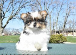Designer Breed Pomeranian, Yorkishire Terrier mix puppy male Sparky