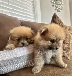 Pomeranian/ 2 males