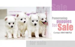 pomeranian dogs for sale stud service