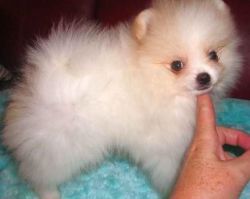 outstanding tea cup pomeranian puppies for sale