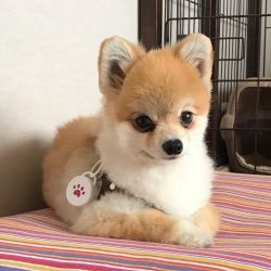 Cheap Pomeranian puppies for sale