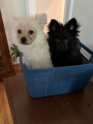 Pomeranian Boys