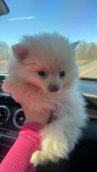 Cutest Pomeranian