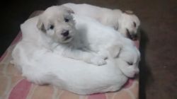 Beautiful puppies for in srikakulam