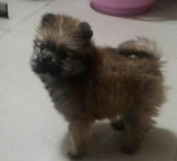 Want to Sell My Cute Pomeranian Puppy.