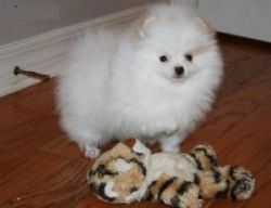 Gorgeous Tiny Pomeranian Puppies For Sale