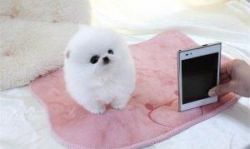 Tea-Cup Mini Pomeranian's Pup's for Sale
