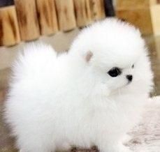 Cute Pomeranian puppies Available.