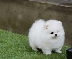 Your Dream *Gorgeous* Teacup Pomeranian Puppies