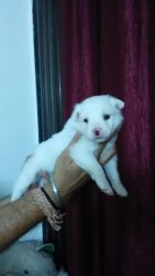 Healthy & double coated puppies for sell