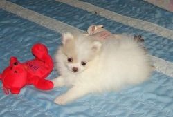Toy Pomeranian Puppies
