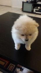 Pomeranian puppies for sale call/text xxx xxx-xxx3